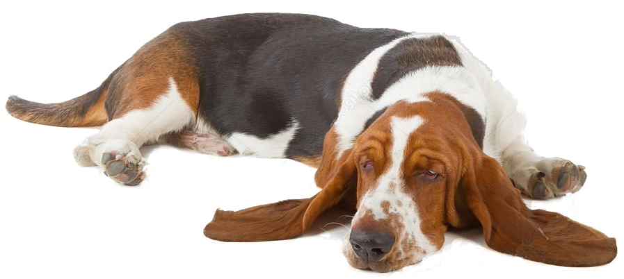 Sleeping Basset Hound