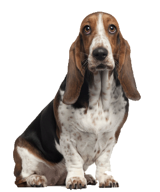 basset hound